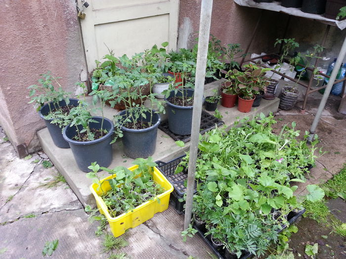 20150526_101201 - gradina 2015 vol 1