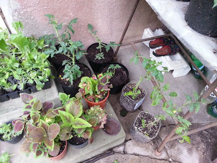 20150526_101207 - gradina 2015 vol 1