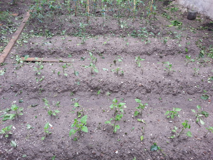 20150526_101223 - gradina 2015 vol 1