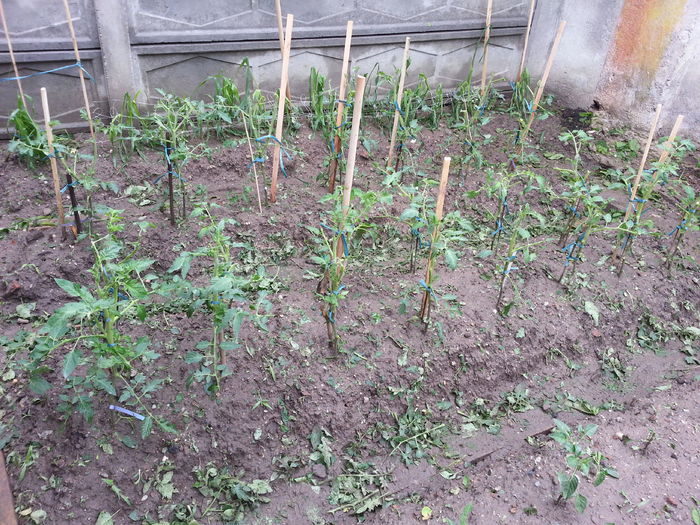 20150526_101230 - gradina 2015 vol 1