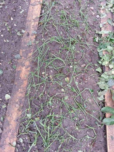 20150526_101240 - gradina 2015 vol 1