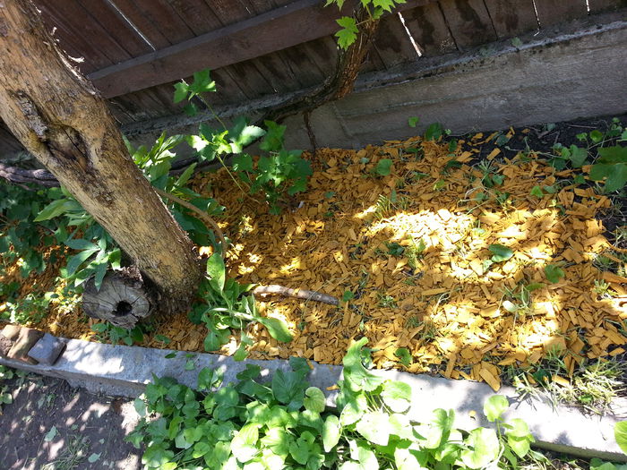 20150530_133343 - gradina 2015 vol 1