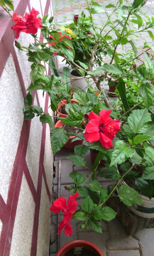 IMG_20150617_182417[1]