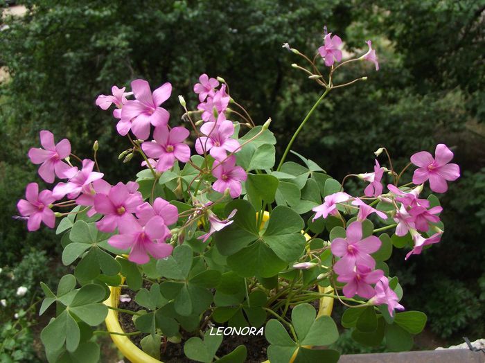 oxalis roz