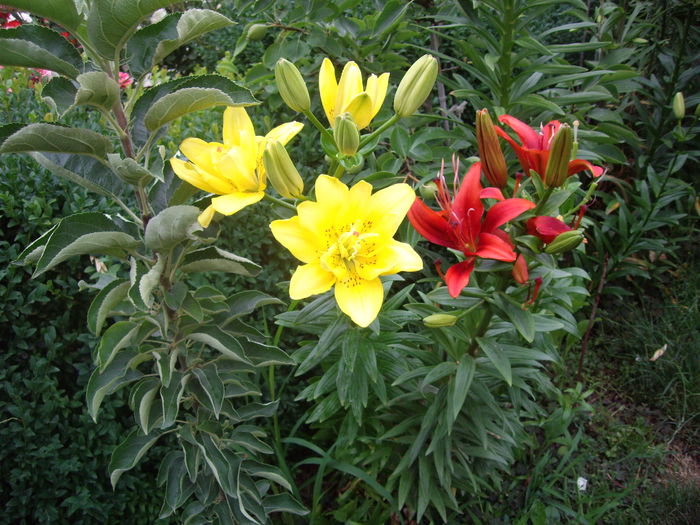 IMGP8693