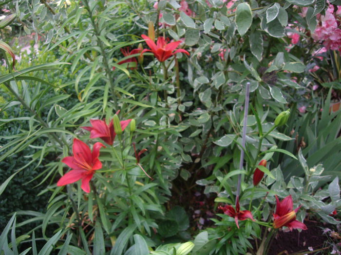 IMGP8696