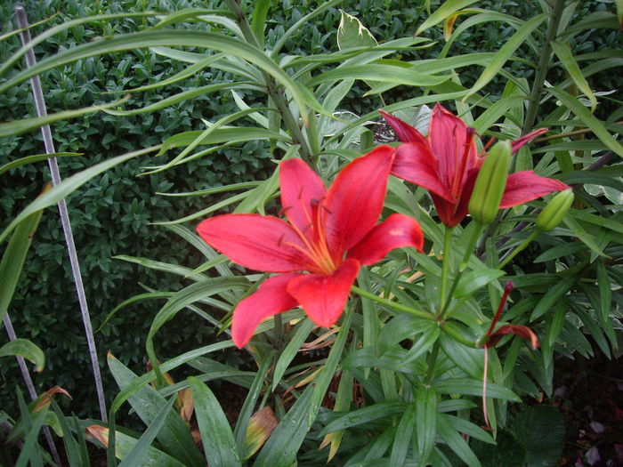 IMGP8697