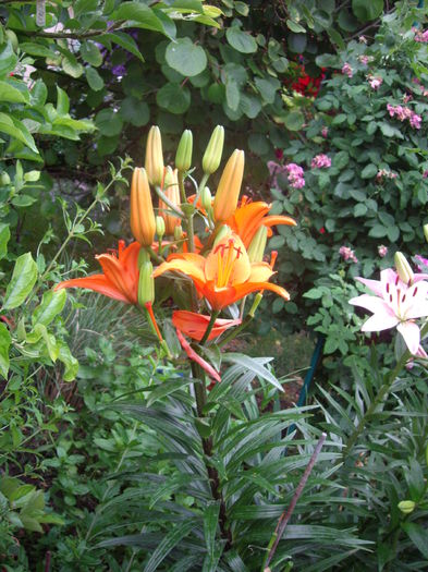 IMGP8700