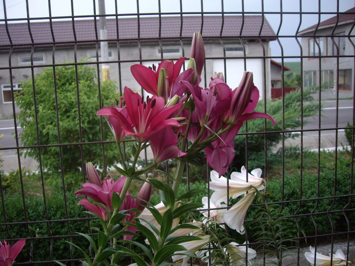 IMGP8701