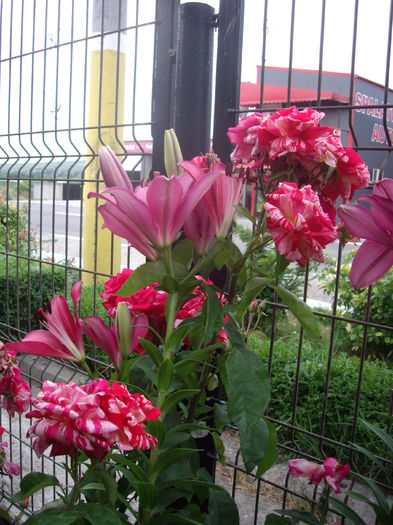 IMGP8703