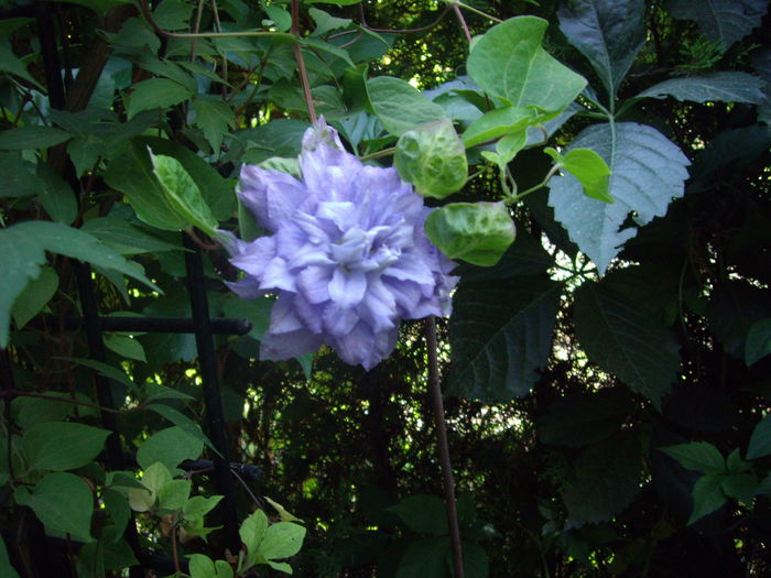 IMGP8593 - CLEMATITE - 2014-2017