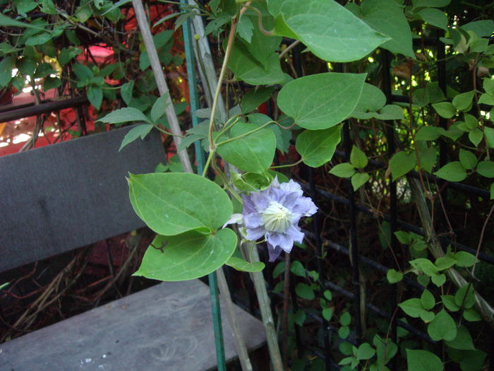 IMGP8595 - CLEMATITE - 2014-2017