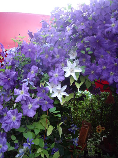 IMGP8656 - CLEMATITE - 2014-2017