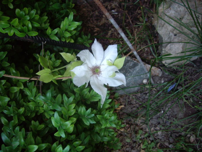 IMGP8657 - CLEMATITE - 2014-2017