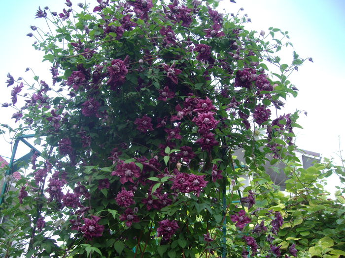 IMGP8667 - CLEMATITE - 2014-2017