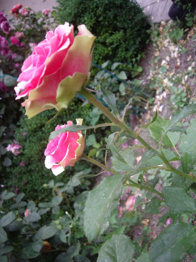 miniatura - flori si trandafiri -2015 - 2