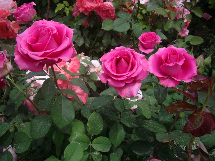 IMGP8651