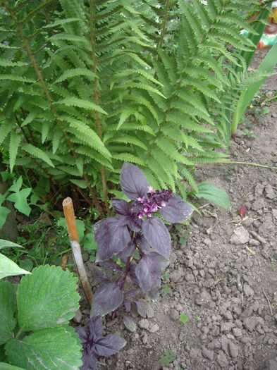 IMGP8653