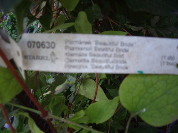 IMGP8658