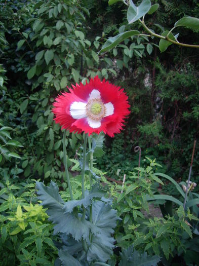 IMGP8659
