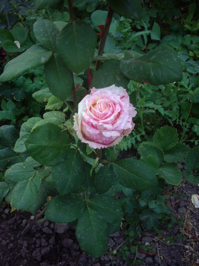 IMGP8662