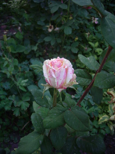 IMGP8663