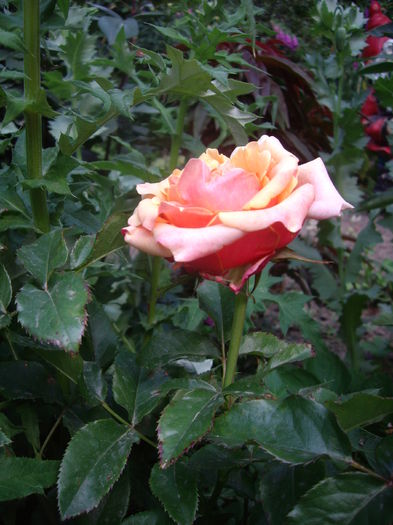 IMGP8665