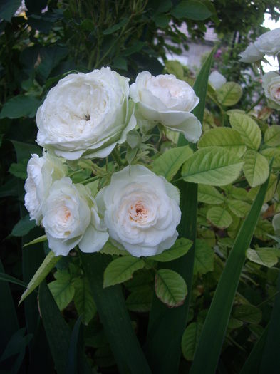 IMGP8669