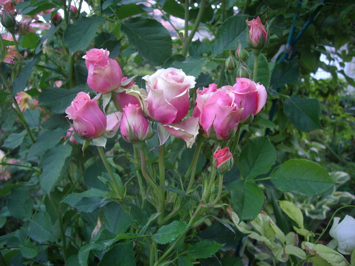 IMGP8671