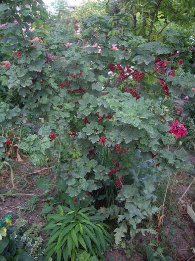 IMGP8673