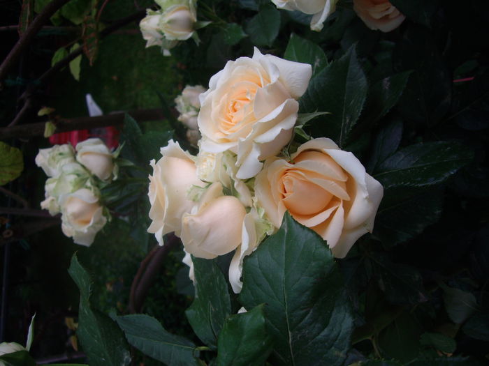 IMGP8676