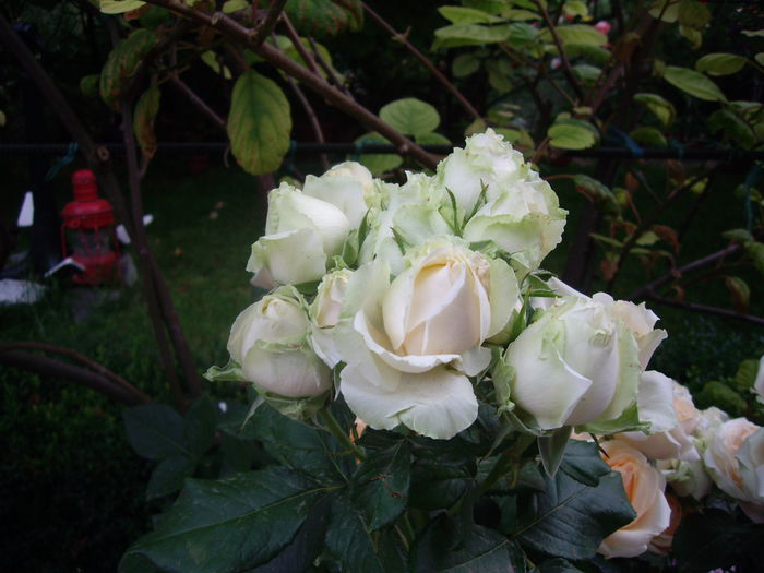 IMGP8677