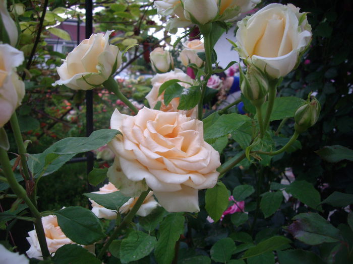IMGP8679