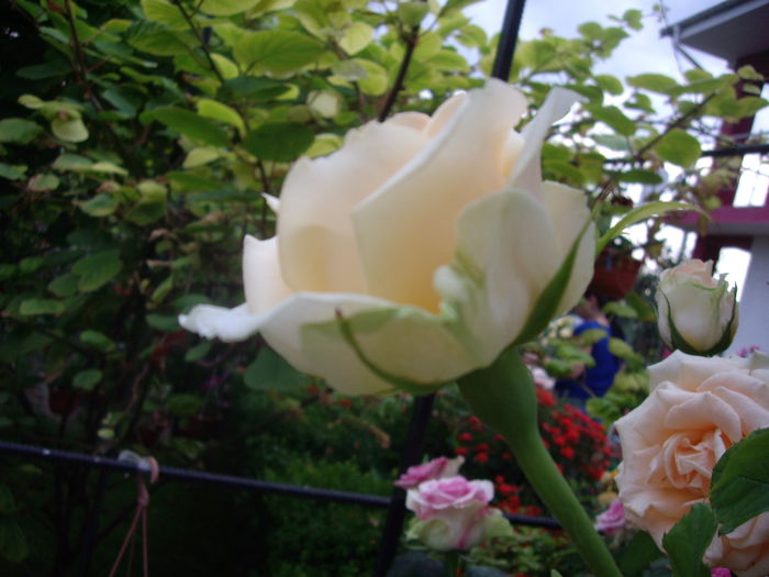 IMGP8682
