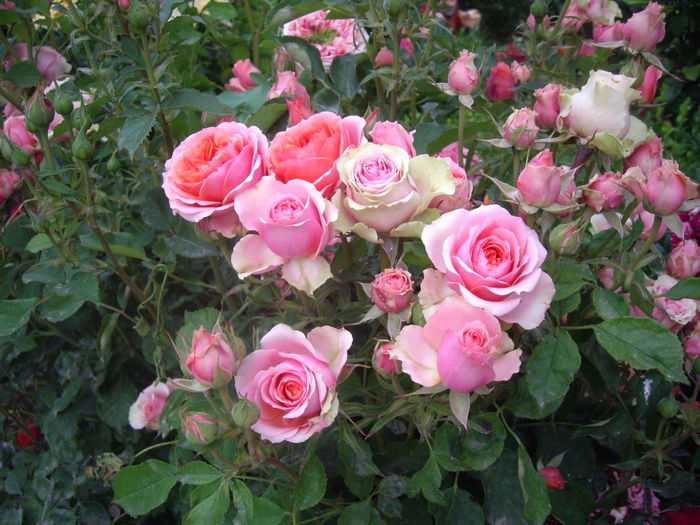 IMGP8685