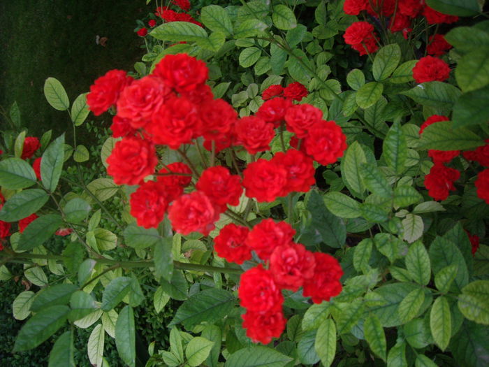 IMGP8688