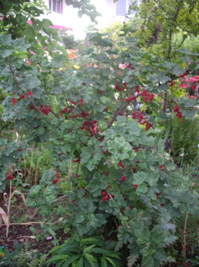 coacaz pe tulpina