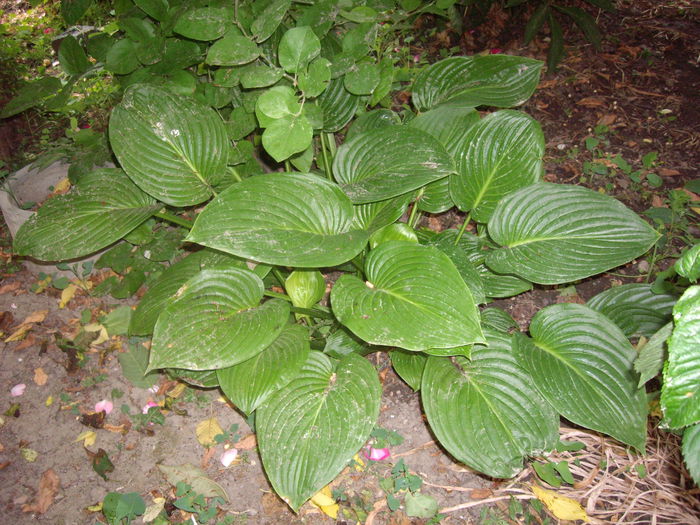 IMGP8707