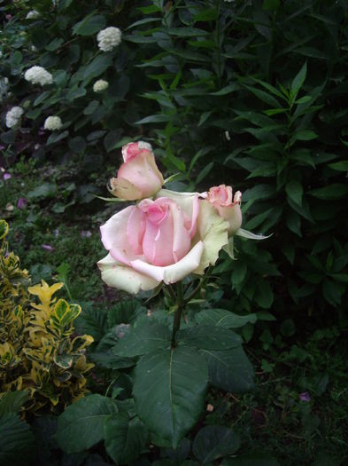 IMGP8708