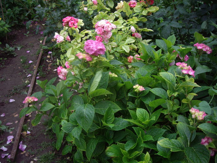 IMGP8710