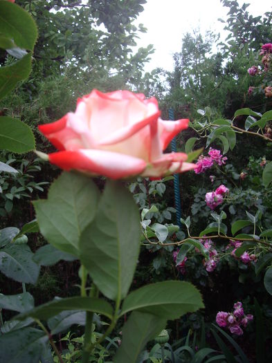 IMGP8713