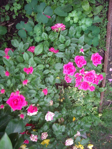 IMGP8714