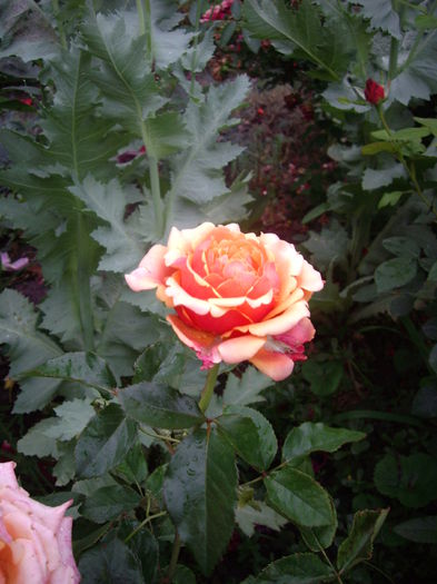 IMGP8716