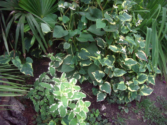 IMGP8718