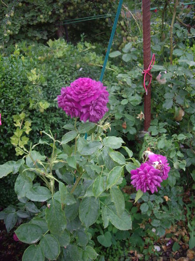 IMGP8719 - flori si trandafiri -2015 - 2