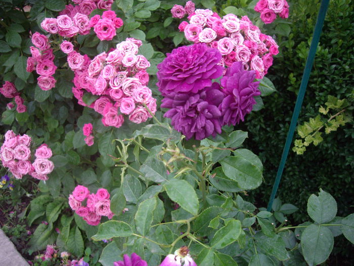 IMGP8720 - flori si trandafiri -2015 - 2