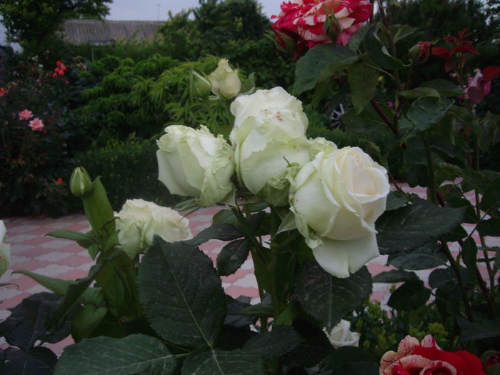 IMGP8724 - flori si trandafiri -2015 - 2