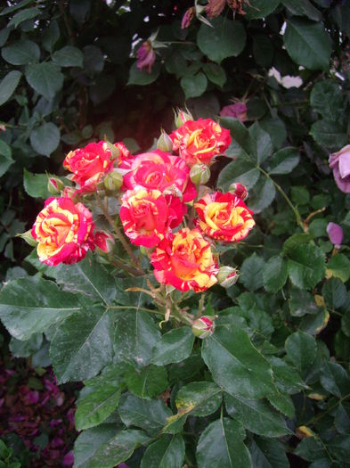 IMGP8727 - flori si trandafiri -2015 - 2