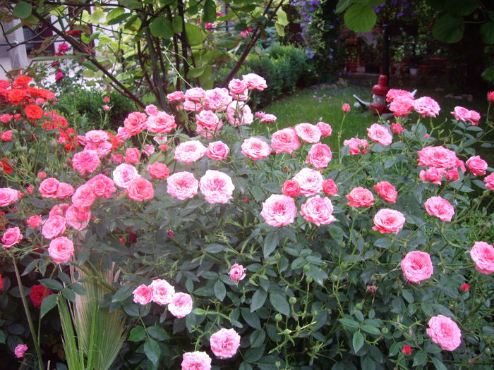 IMGP8728 - flori si trandafiri -2015 - 2