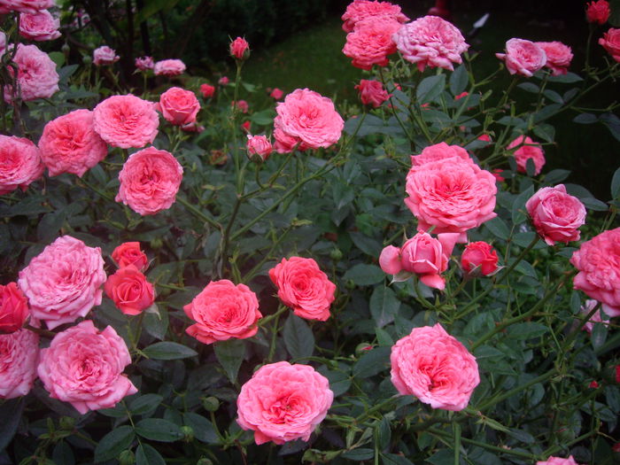 IMGP8729 - flori si trandafiri -2015 - 2
